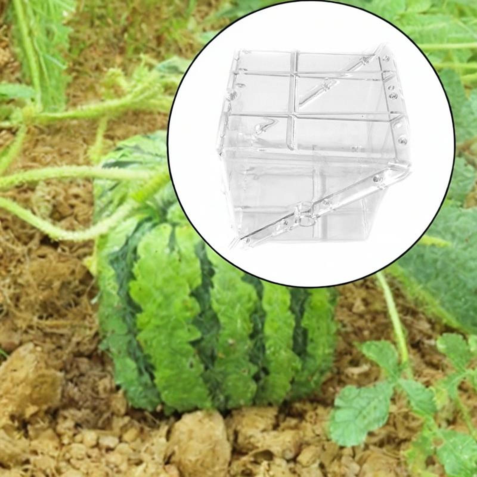 Gardening Tools Unique - Square Watermelon Growth Mold Equipment Easy