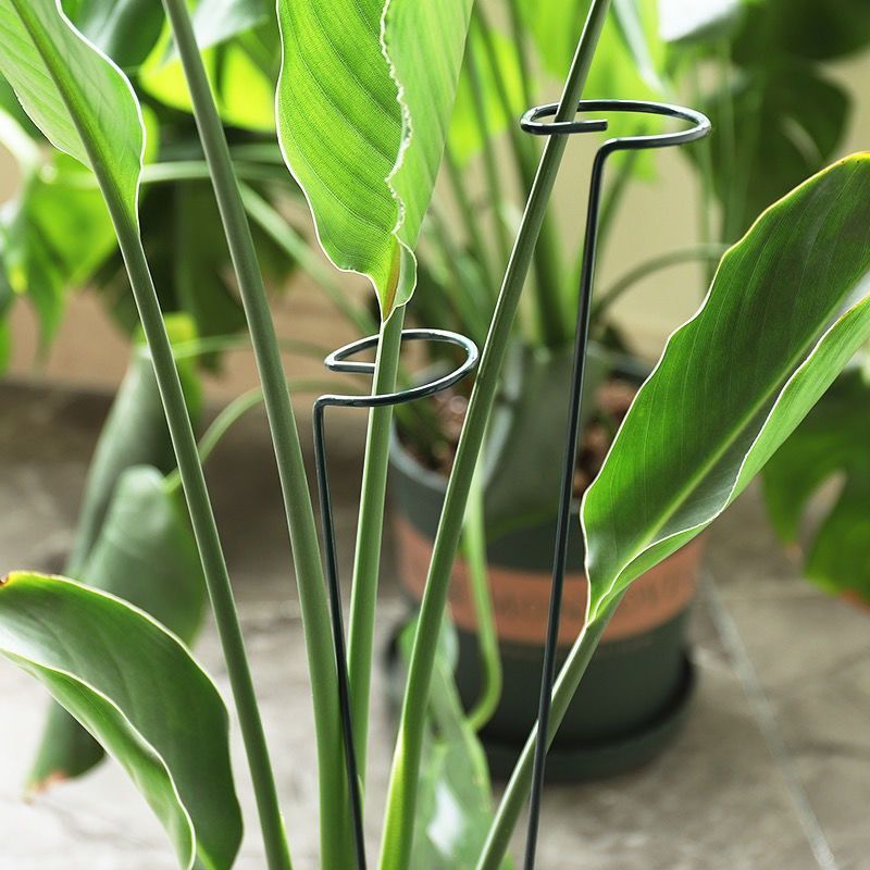 1/10pcs Garden Support Stake R - Gardening Tools Range review and price