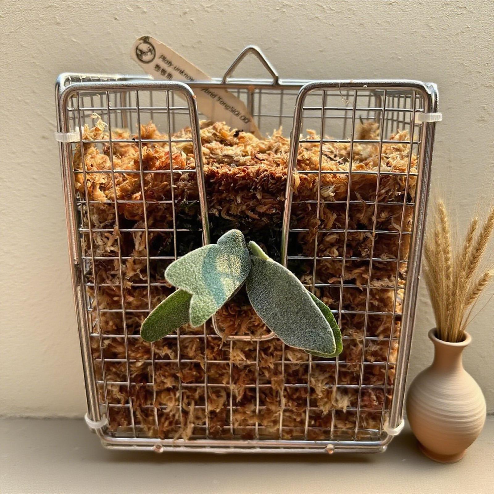 Staghorn Fern Mounting Kit sta - Vertical Wall Planter review and price
