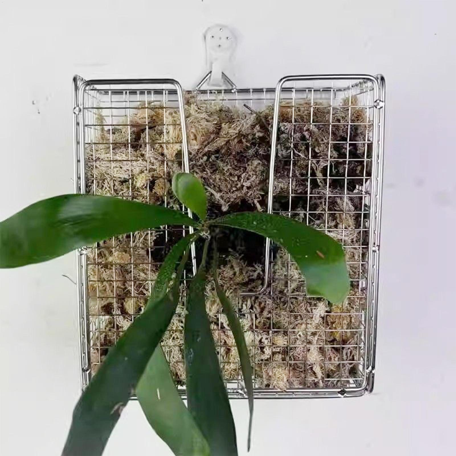 Staghorn Fern Mounting Kit sta - Vertical Wall Planter review and price