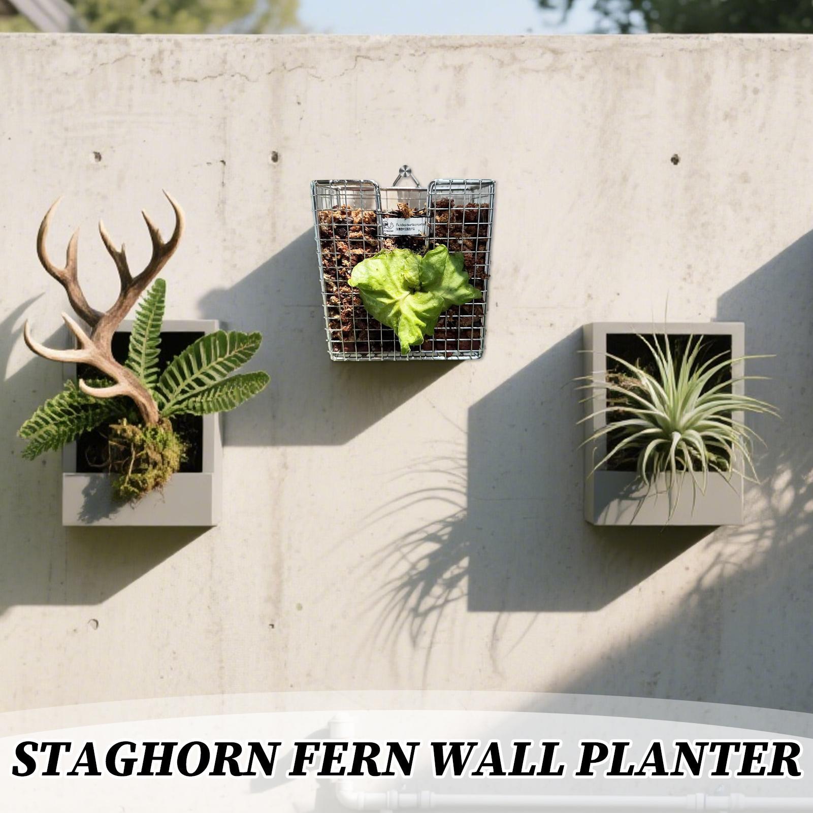 Staghorn Fern Mounting Kit sta - Vertical Wall Planter review and price
