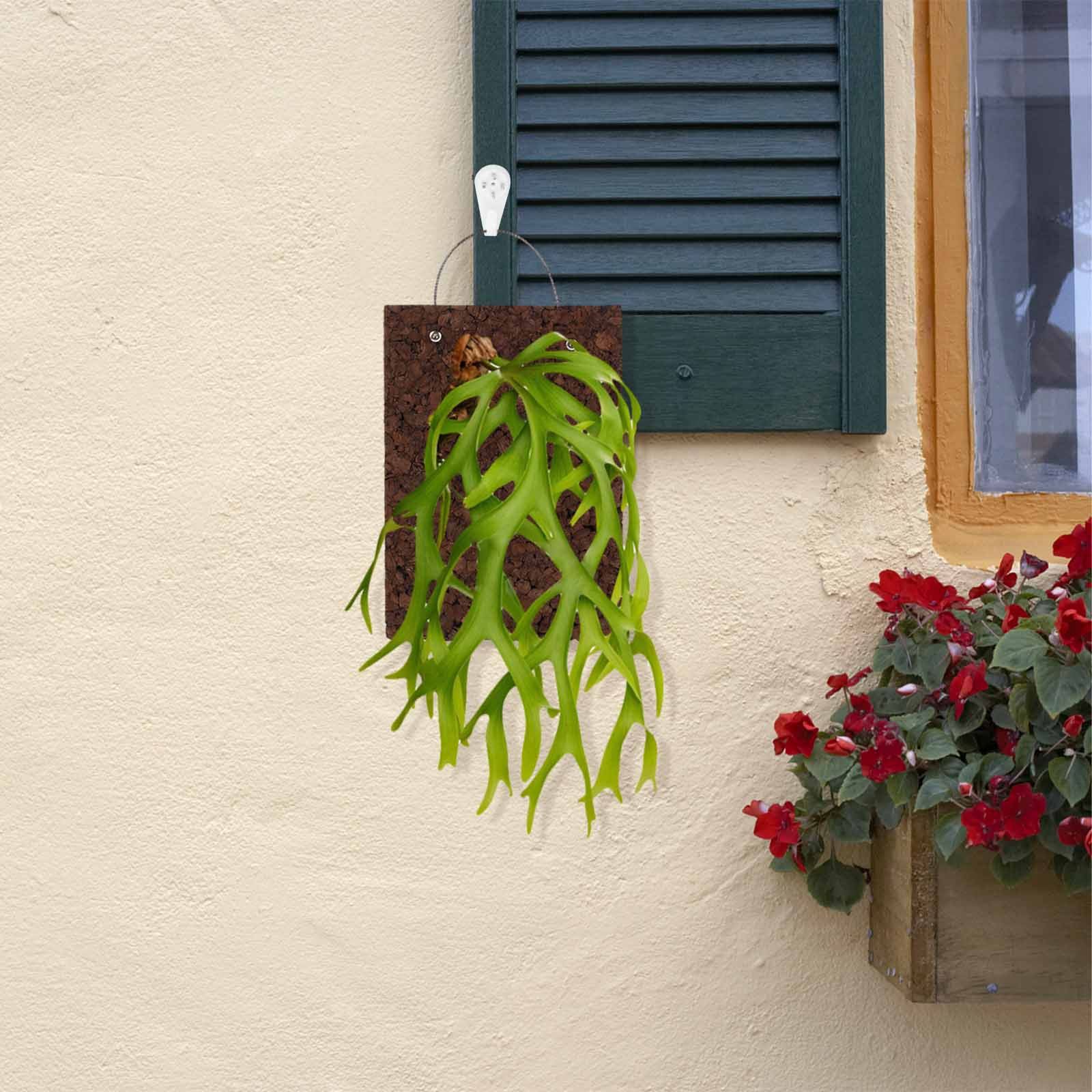 Rustic Fern Mounting Board Car - Vertical Wall Planter review and price