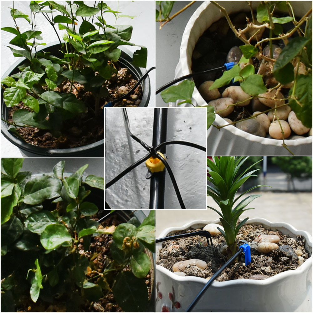 Greenhouse Potted Curved Arrow - Root Watering Spike review and price