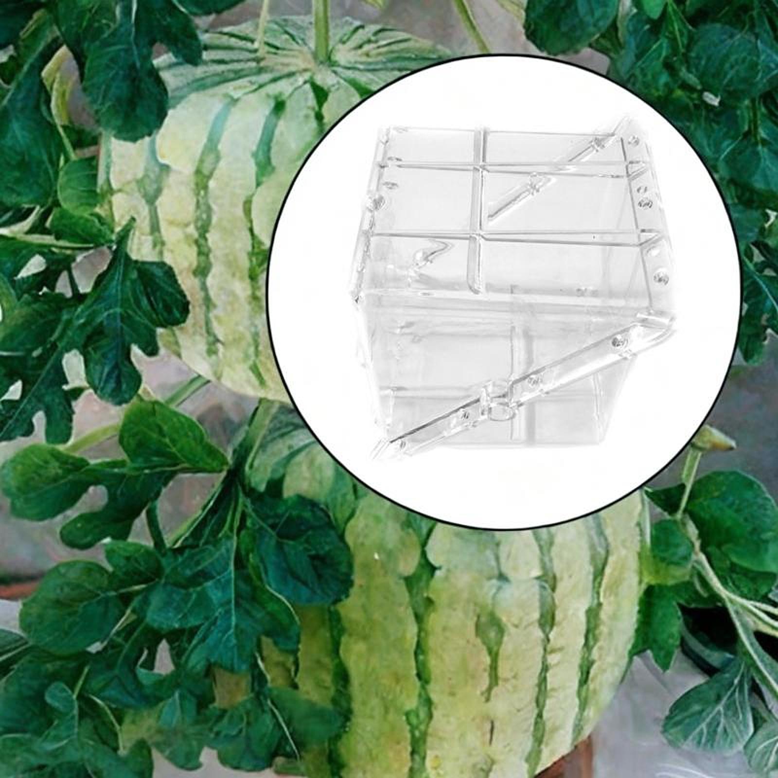 Square Watermelon Growth Mold  - Gardening Tools Unique review and price