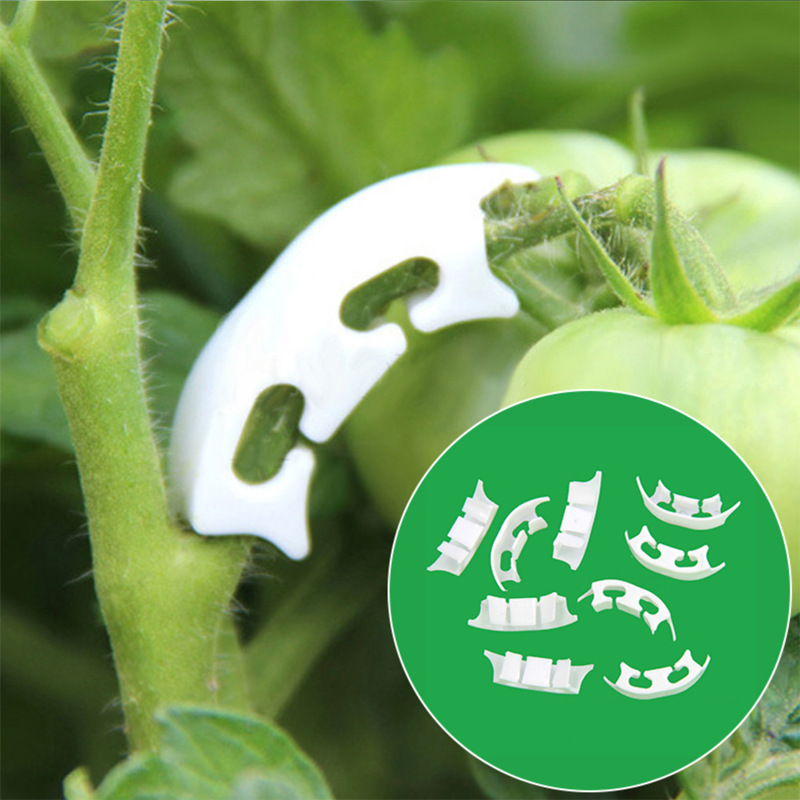 50/100pcs Botany-stem Vine Str - Gardening Tools Range review and price