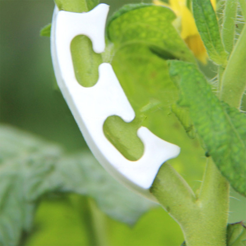 50/100pcs Botany-stem Vine Str - Gardening Tools Range review and price